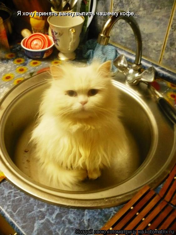 Котоматрица: Я хочу принять ванну,выпить чашечку кофе...