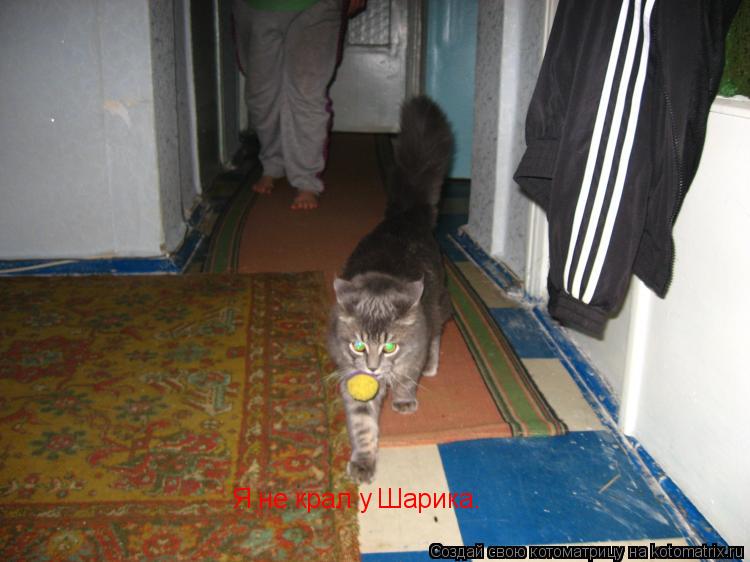 Котоматрица: Я не крал у Шарика.