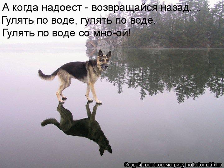 Котоматрица: Гулять по воде со мно-ой! А когда надоест - возвращайся назад.... Гулять по воде, гулять по воде,