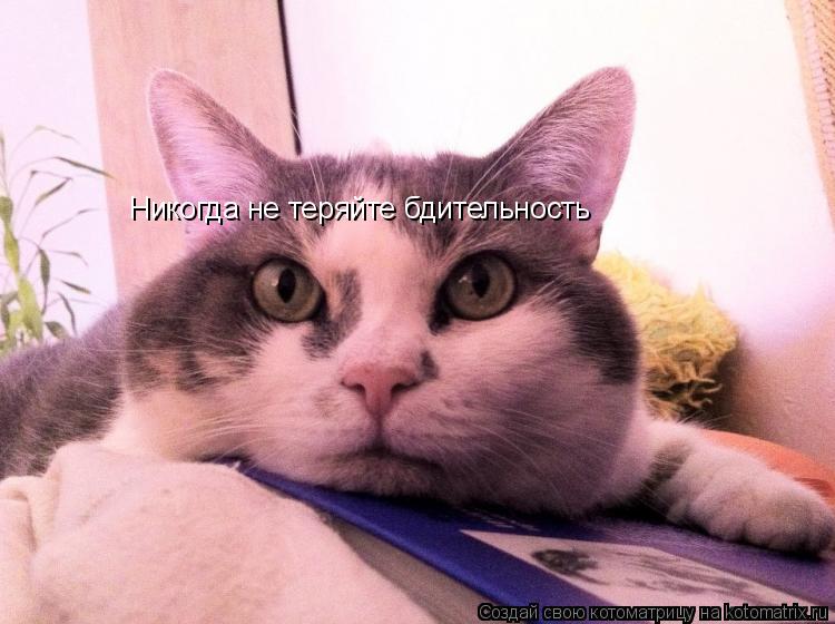 Котоматрица: Никогда не теряйте бдительность