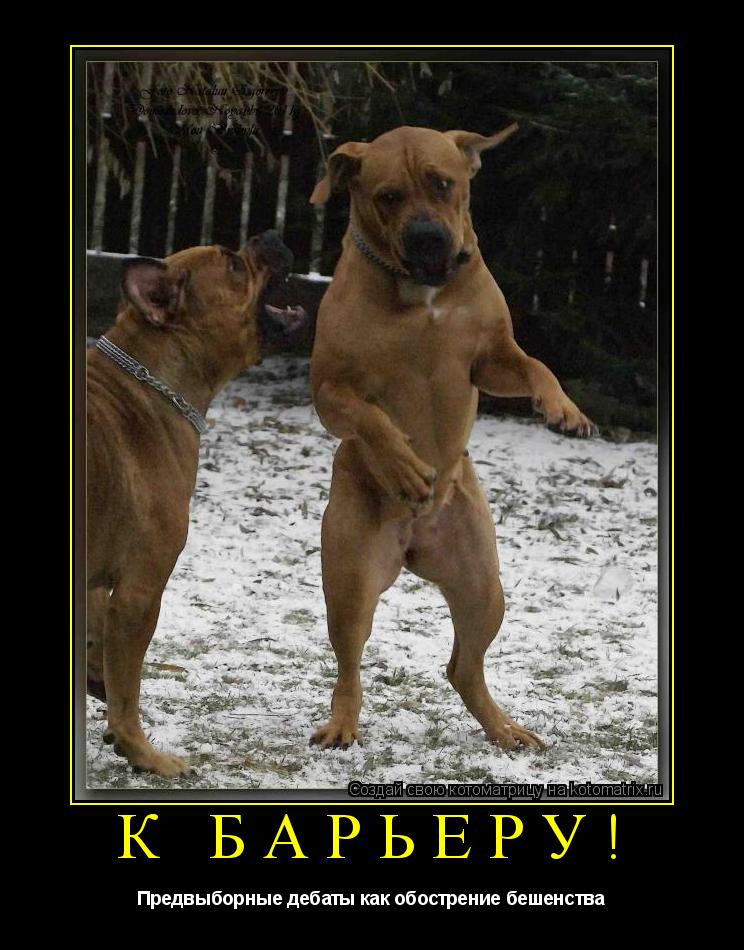 Котоматрица: К барьеру! Предвыборные дебаты как обострение бешенства