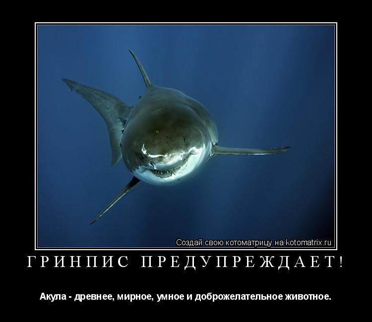 Котоматрица: Гринпис предупреждает! Акула - древнее, мирное, умное и доброжелательное животное.