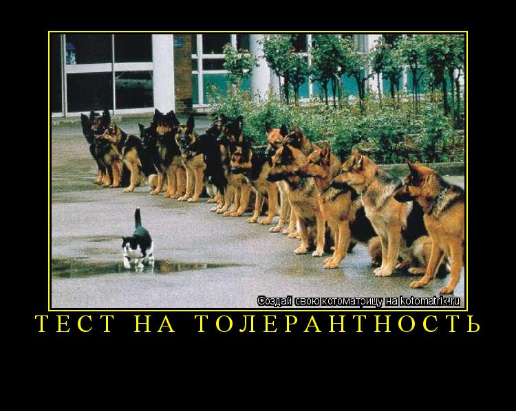 Котоматрица: Тест на толерантность 