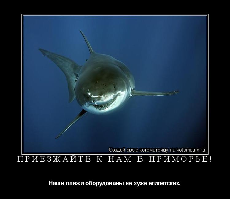 Котоматрица: Приезжайте к нам в Приморье! Наши пляжи оборудованы не хуже египетских.