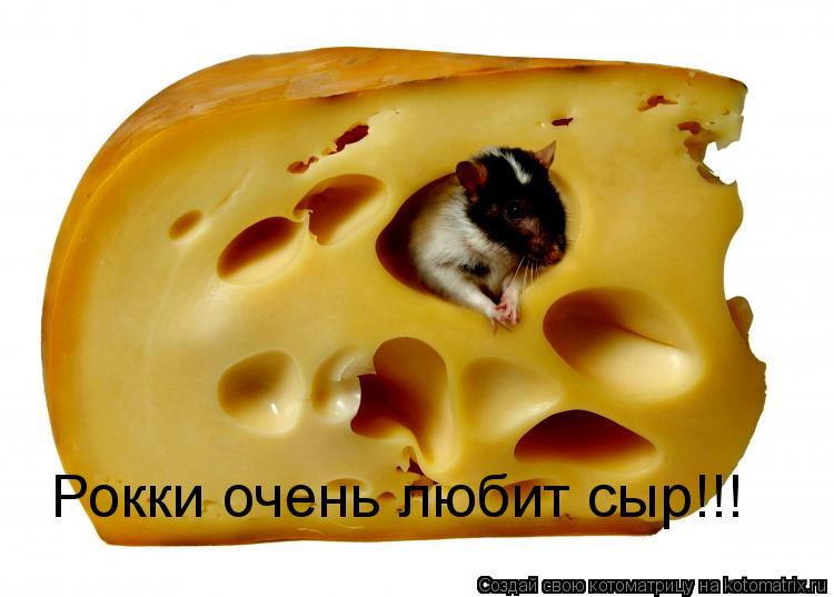 Котоматрица: Рокки очень любит сыр!!!