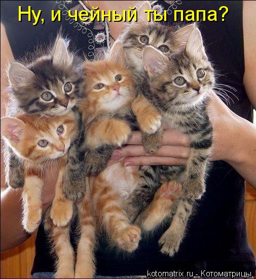 Котоматрица: Ну, и чейный ты папа?