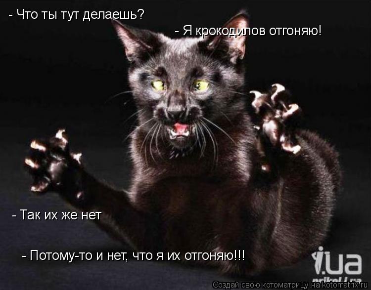 Котоматрица: - Что ты тут делаешь? - Я крокодилов отгоняю! - Так их же нет - Потому-то и нет, что я их отгоняю!!!