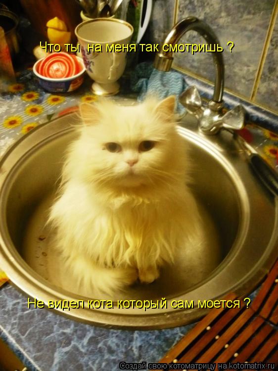 Что ты на меня так смотришь ? Не видел кота который сам моется ?... Котоматрица: Что ты на меня так смотришь ? Не видел кота который сам моется ?