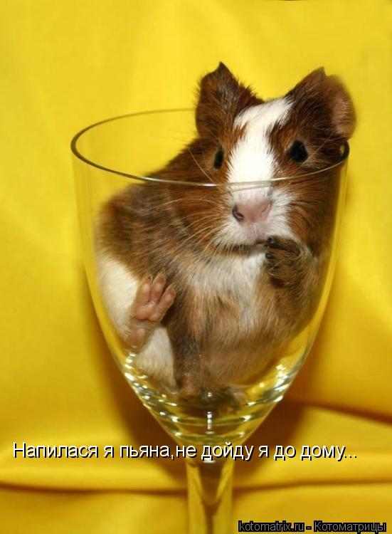 Котоматрица: Напилася я пьяна,не дойду я до дому...