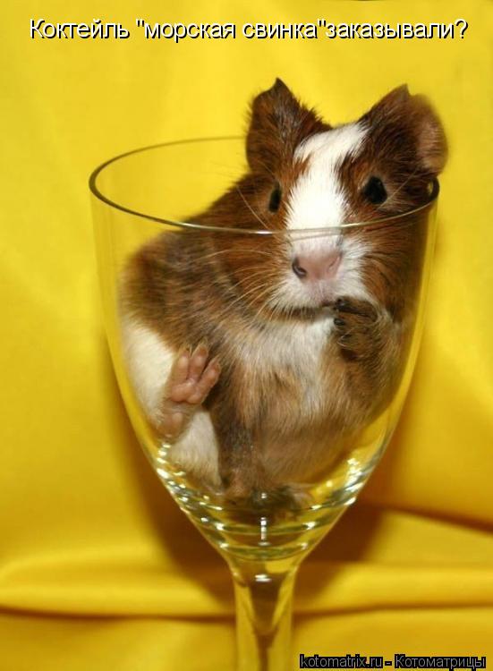 Котоматрица: Коктейль "морская свинка"заказывали?