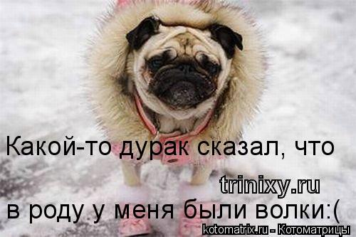 Котоматрица: Какой-то дурак сказал, что в роду у меня были волки:(