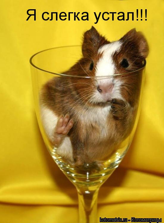 Котоматрица: Я слегка устал!!!
