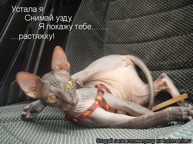 Котоматрица: Устала я. Снимай узду. Я покажу тебе........ ....растяжку!