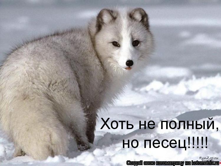 Котоматрица: Хоть не полный, но песец!!!!!