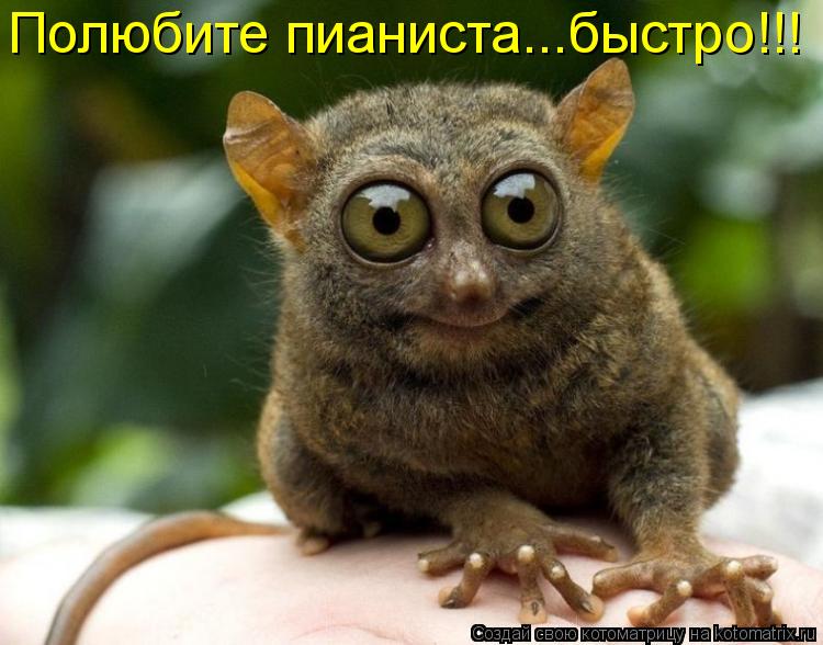 Котоматрица: Полюбите пианиста...быстро!!!