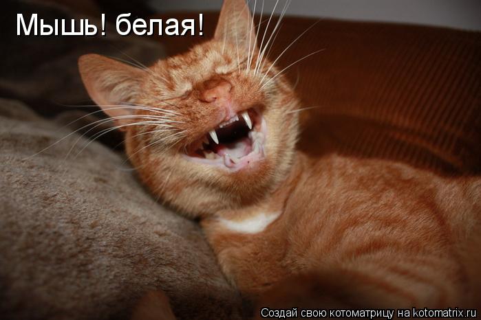 Котоматрица: Мышь! белая!