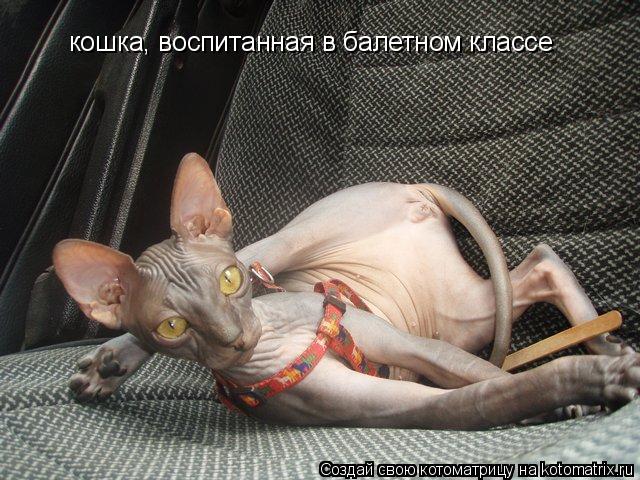 Котоматрица: кошка, воспитанная в балетном классе