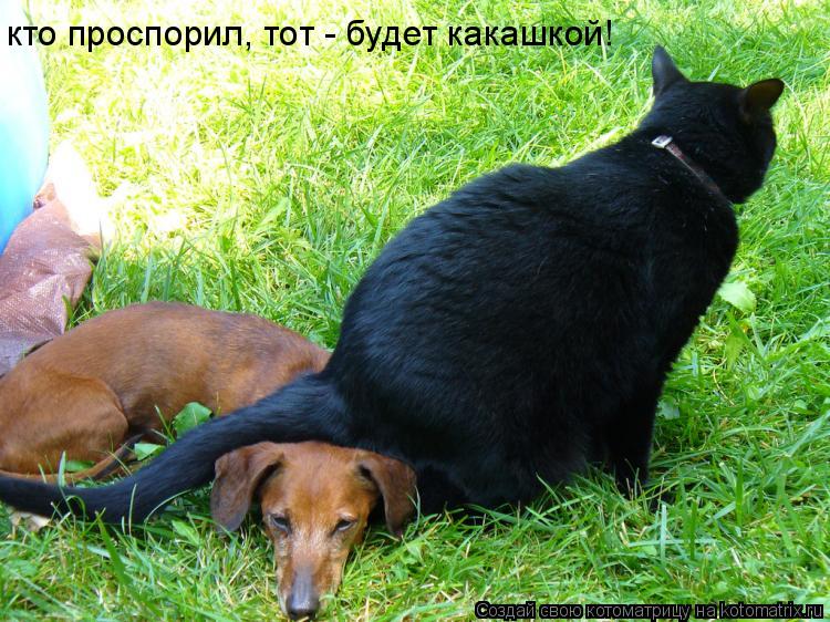 Котоматрица: кто проспорил, тот - будет какашкой!