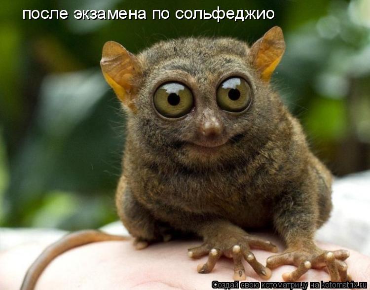 Котоматрица: после экзамена по сольфеджио