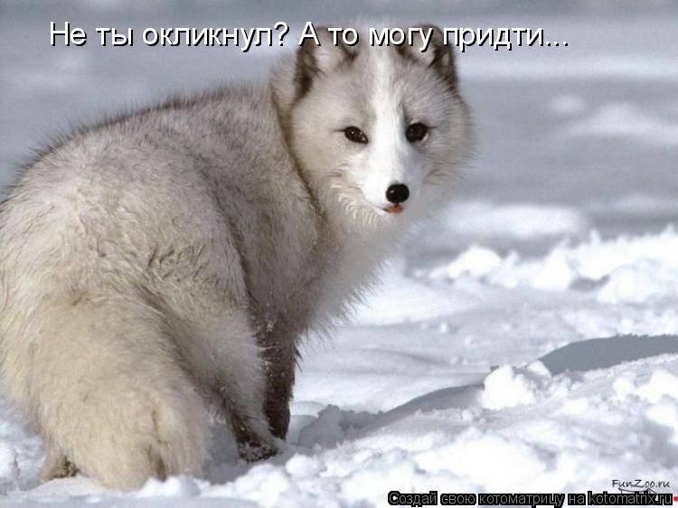 Котоматрица: Не ты окликнул? А то могу придти...