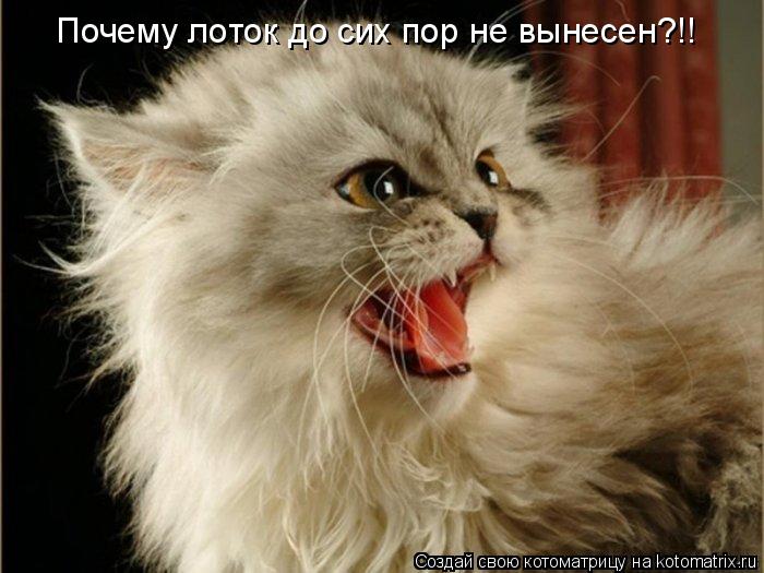 Котоматрица: Почему лоток до сих пор не вынесен?!!