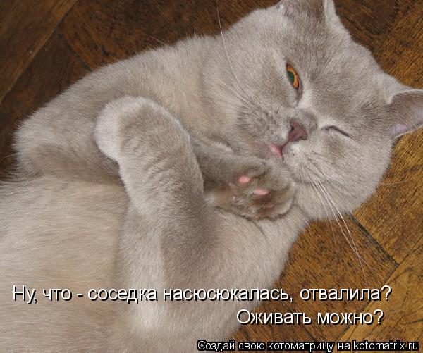 Котоматрица: Ну, что - соседка насюсюкалась, отвалила? Оживать можно?