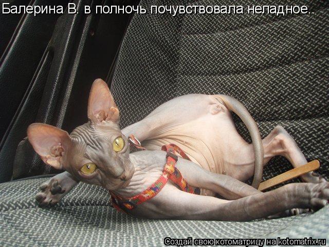 Котоматрица: Балерина В. в полночь почувствовала неладное..