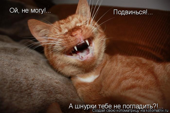 Котоматрица: Подвинься!... Ой, не могу!... А шнурки тебе не погладить?!...