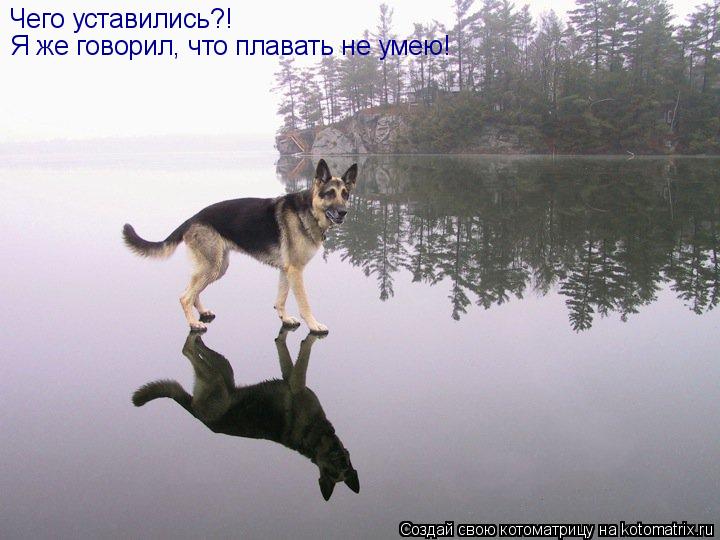 Котоматрица: Чего уставились?! Я же говорил, что плавать не умею!