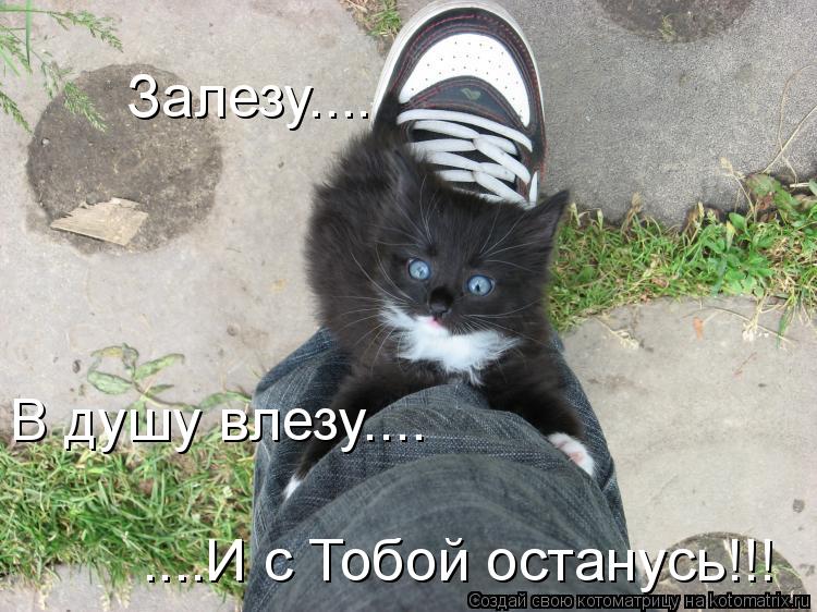 Котоматрица: ....И с Тобой останусь!!! В душу влезу.... Залезу....