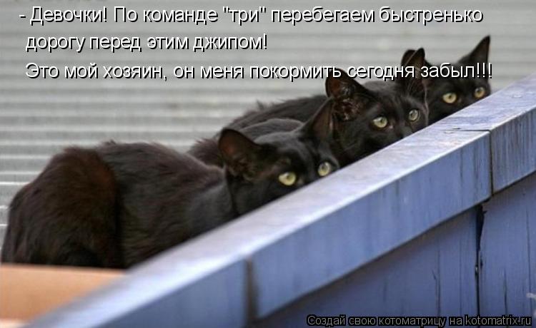 Котоматрица: - Девочки! По команде "три" перебегаем быстренько дорогу перед этим джипом! Это мой хозяин, он меня покормить сегодня забыл!!!
