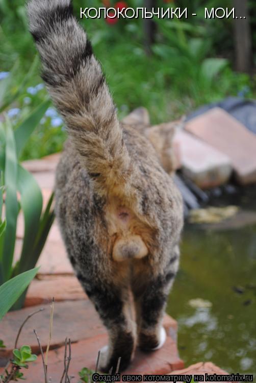 Котоматрица: КОЛОКОЛЬЧИКИ -  МОИ...