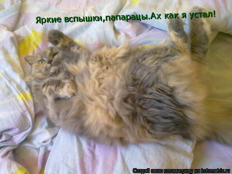 Котоматрица: Яркие вспышки,папарацы.Ах как я устал!
