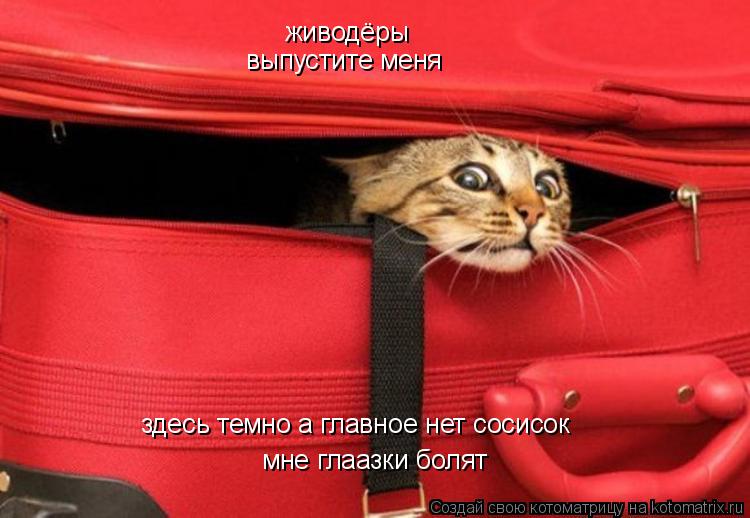 Котоматрица: живодёры  выпустите меня  здесь темно а главное нет сосисок  мне глаазки болят
