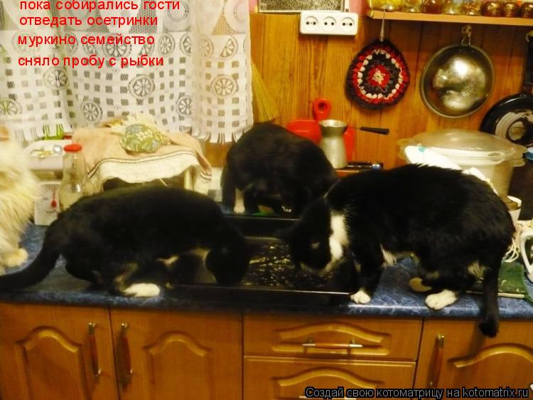 Котоматрица: пока собирались гости отведать осетринки муркино семейство сняло пробу с рыбки