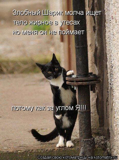 Котоматрица: Злобный Шарик молча ищет тело жирное в утесах но меня он не поймает потому как за углом Я!!!