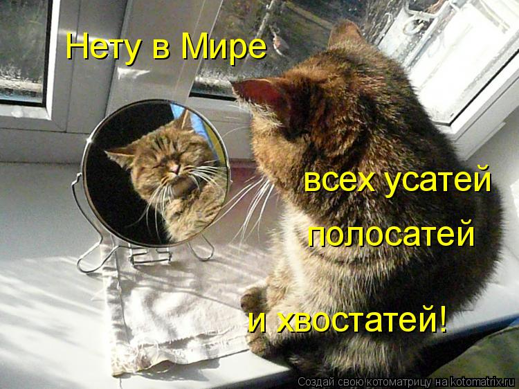 Котоматрица: Нету в Мире всех усатей полосатей и хвостатей!