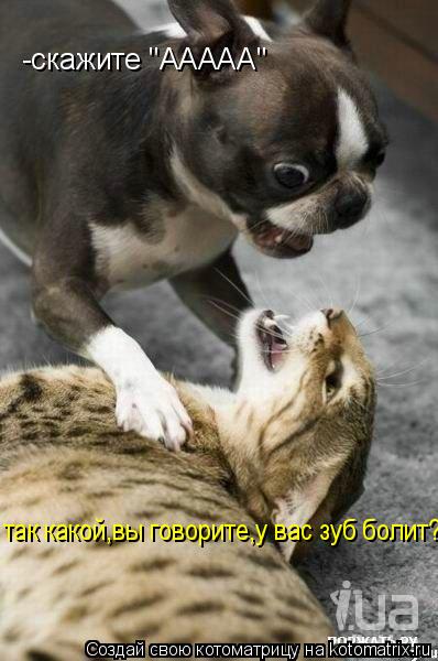Котоматрица: -скажите "ААААА" так какой,вы говорите,у вас зуб болит?