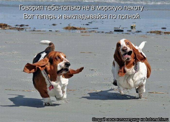 Котоматрица: Говорил тебе-только не в морскую пехоту... Вот теперь и выкладывайся по полной.