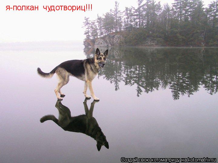 Котоматрица: я-полкан  чудотвориц!!!