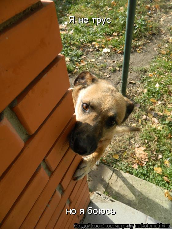Котоматрица: Я не трус но я боюсь