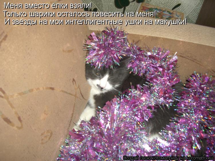 Котоматрица: Меня вместо ёлки взяли! Только шарики осталось повесить на меня! И звёзды на мои интеллигентные ушки на макушки!