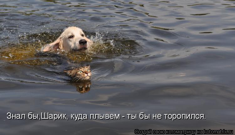 Котоматрица: Знал бы,Шарик, куда плывем - ты бы не торопился.