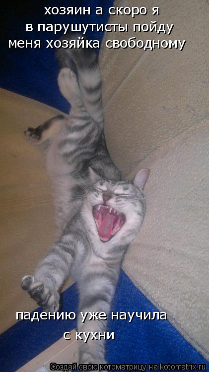Котоматрица: хозяин а скоро я  в парушутисты пойду меня хозяйка свободному падению уже научила с кухни
