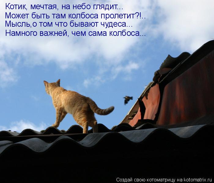 Котоматрица: Котик, мечтая, на небо глядит... Может быть там колбоса пролетит?!.. Мысль,о том что бывают чудеса... Намного важней, чем сама колбоса...