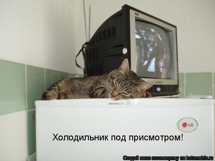 Котоматрица: Холодильник под присмотром!