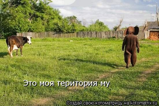 Котоматрица: Это моя територия му