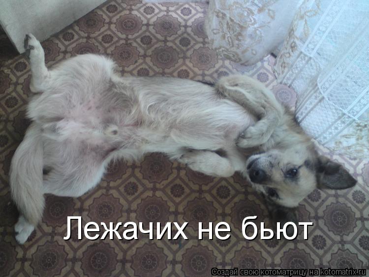 Котоматрица: Лежачих не бьют