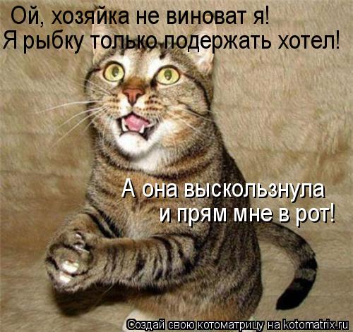 Котоматрица: Ой, хозяйка не виноват я! Я рыбку только подержать хотел! А она выскользнула и прям мне в рот!