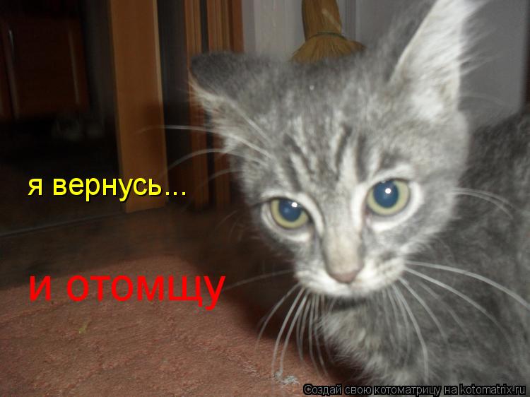 Котоматрица: я вернусь... и отомщу
